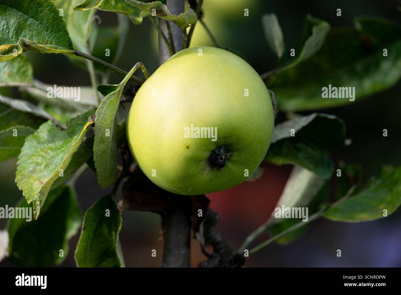 Lord Derby apple. Stock Photo