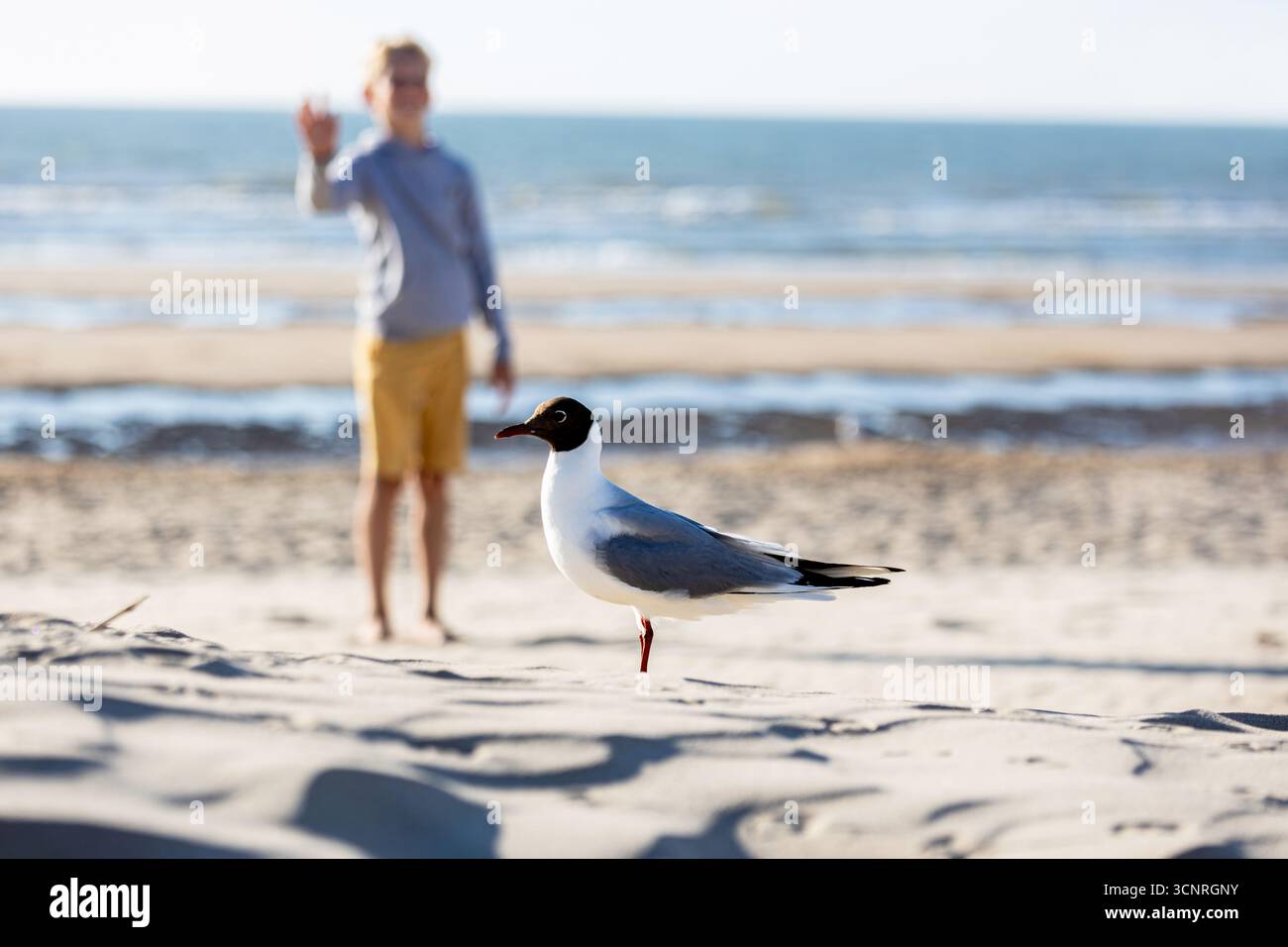 a seagull on the beach Stock Photo