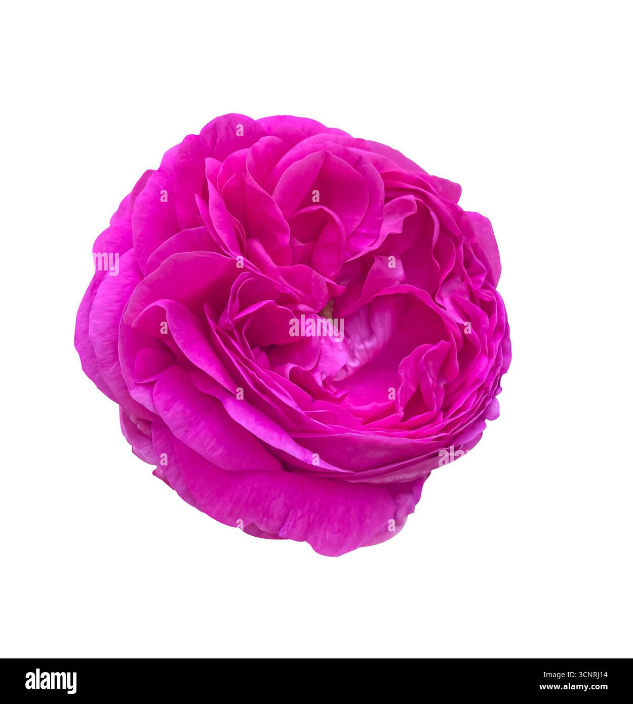 Close-up Pink Rose Romantic vintage with curly petals flower isolated on white background with clipping path. Floral design element for cards, invitat Stock Photo