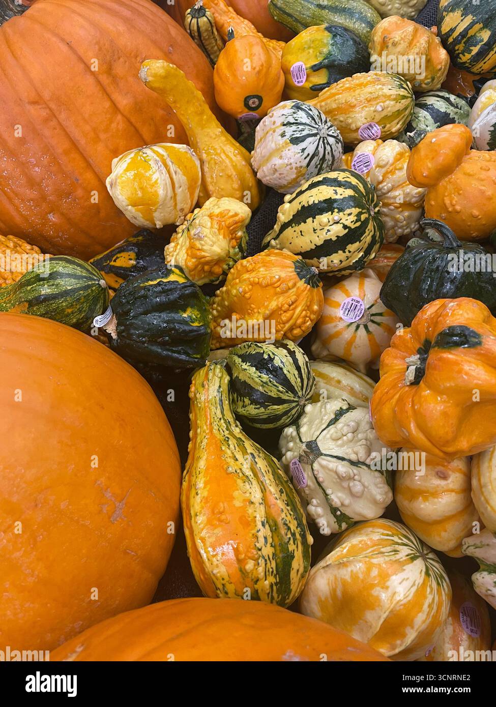 Festive fall display at Trader Joe's in New York City, 2025 USA - Smartphone Captured Stock Image