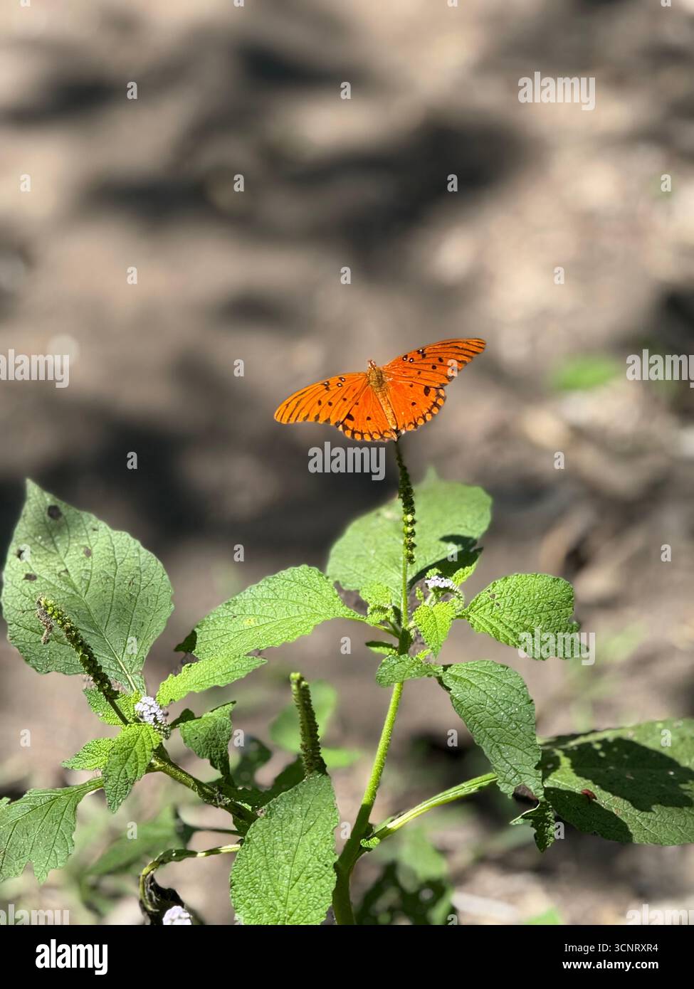 Gulf Fritillary on Porterweed - Smartphone Captured Stock Image