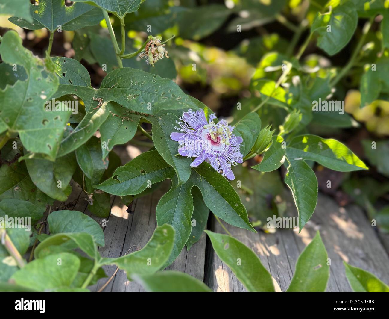 Passionflower blooming on a bridge at the Woodlands Conservancy Trail in Belle Chasse, Louisiana - Smartphone Captured Stock Image