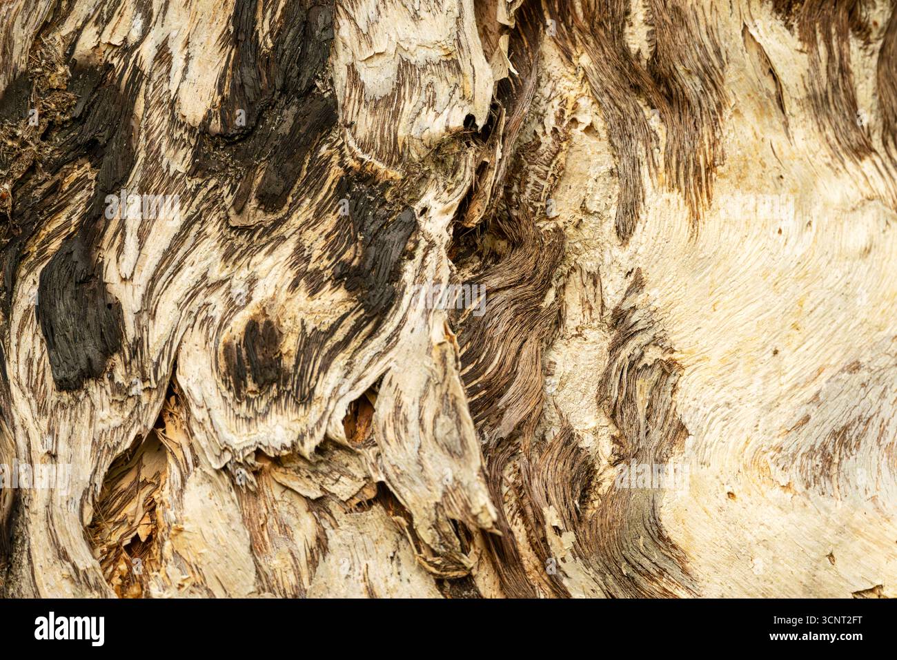 Close Up of Abstract Tree Bark Texture with Brown White and Gold Colors from a paper bark tree. Stock Photo