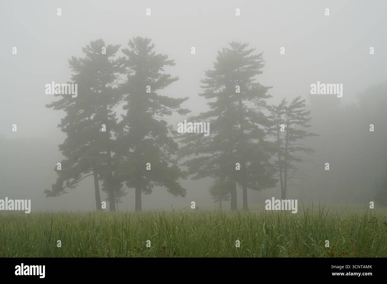 Fog grass hi-res stock photography and images - Alamy