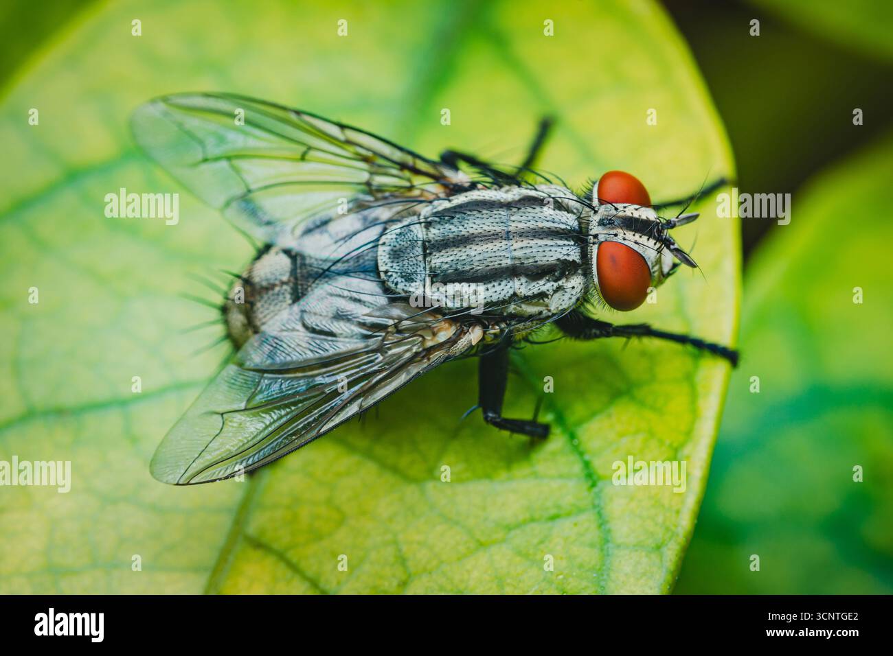 Close-up macro view of a flesh fly with red eyes and striped body ...