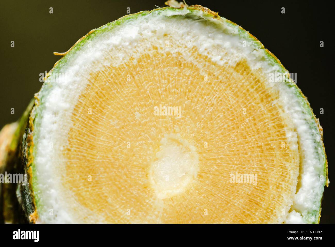 Woody Dicot Plants Examples