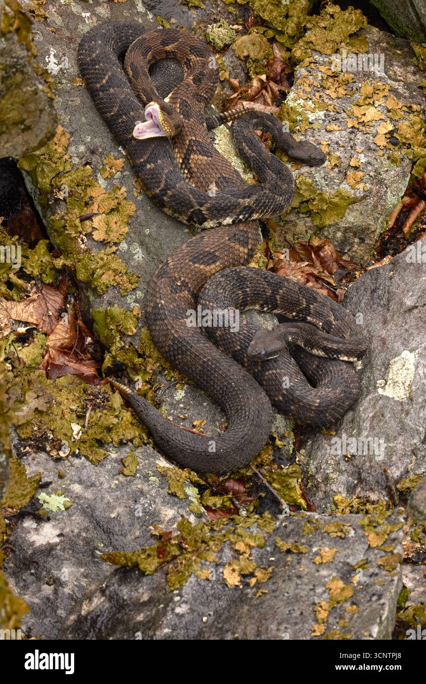 Timber Rattlesnakes Timber rattlesnakes, Crotalus horridus, pregnant females at rookery ...