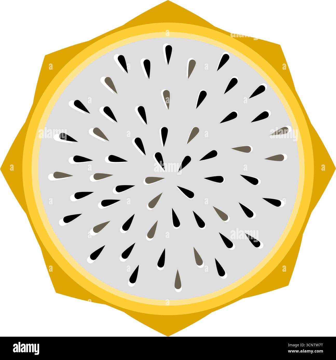 Yellow Pitaya dragonfruit slice vector illustration Stock Vector