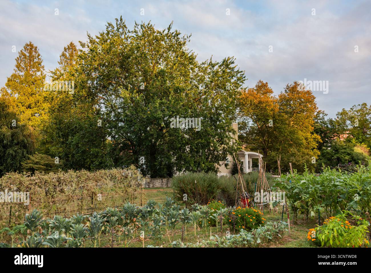 A Hint of Autumn at the Community Gardens, York City PA Stock Photo
