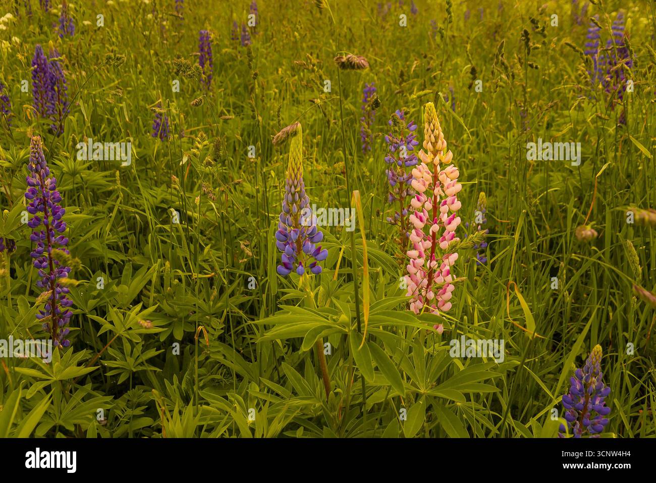 Wild Lupine blooming in the open meadow fields in Latvia. Summer photo ...