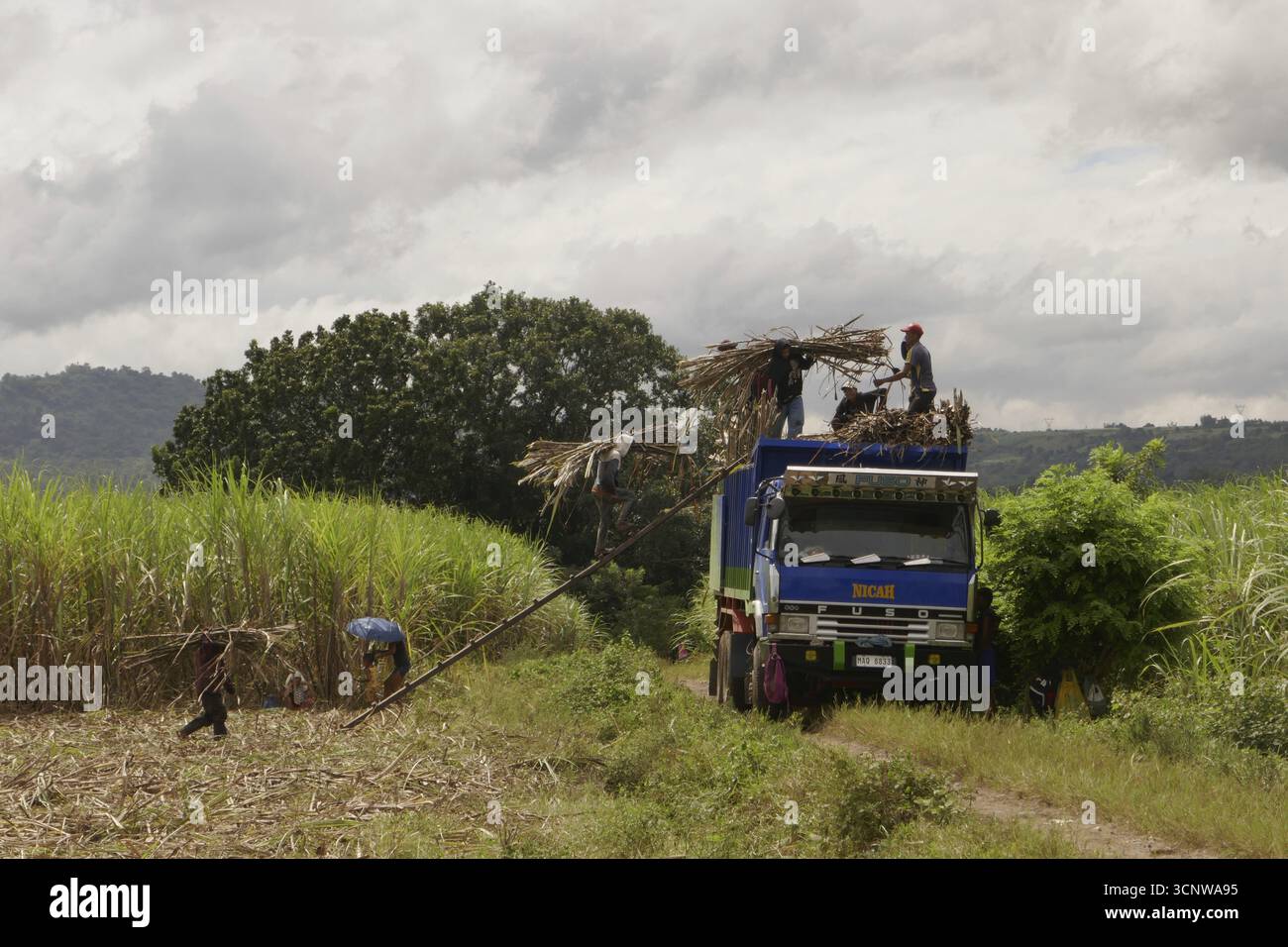 Worker loading a lorry with sugar cane, agricultural worker, harvest ...