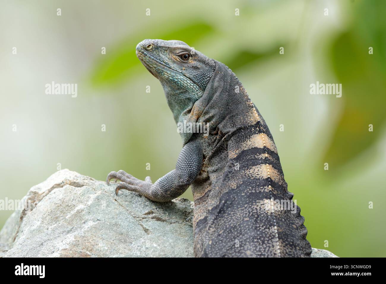 A magnificent common basilisk lizard, known for its ability to run on ...