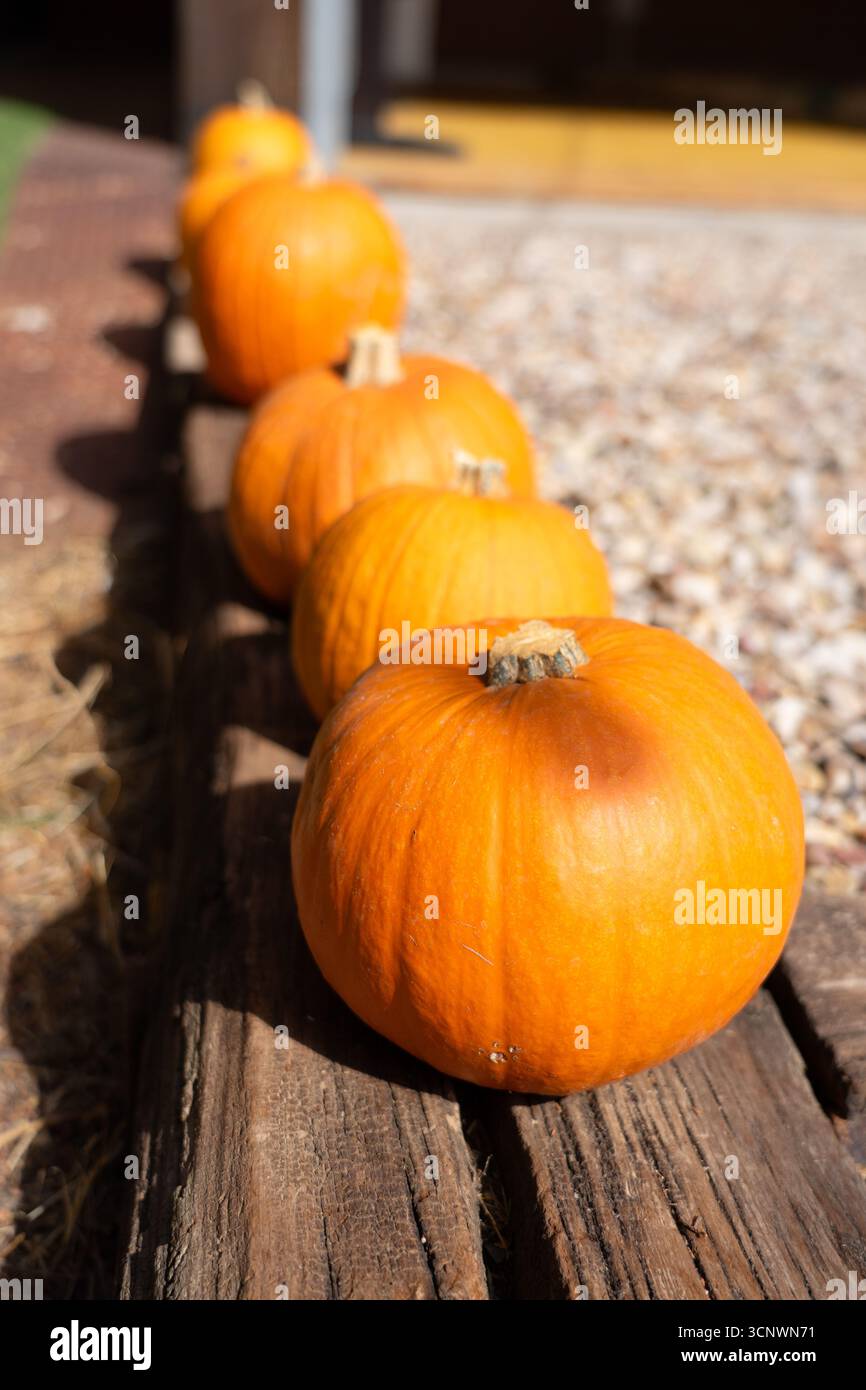 Orange pumpkins arranged in a row along weathered wood planks under sunlight Stock Photo