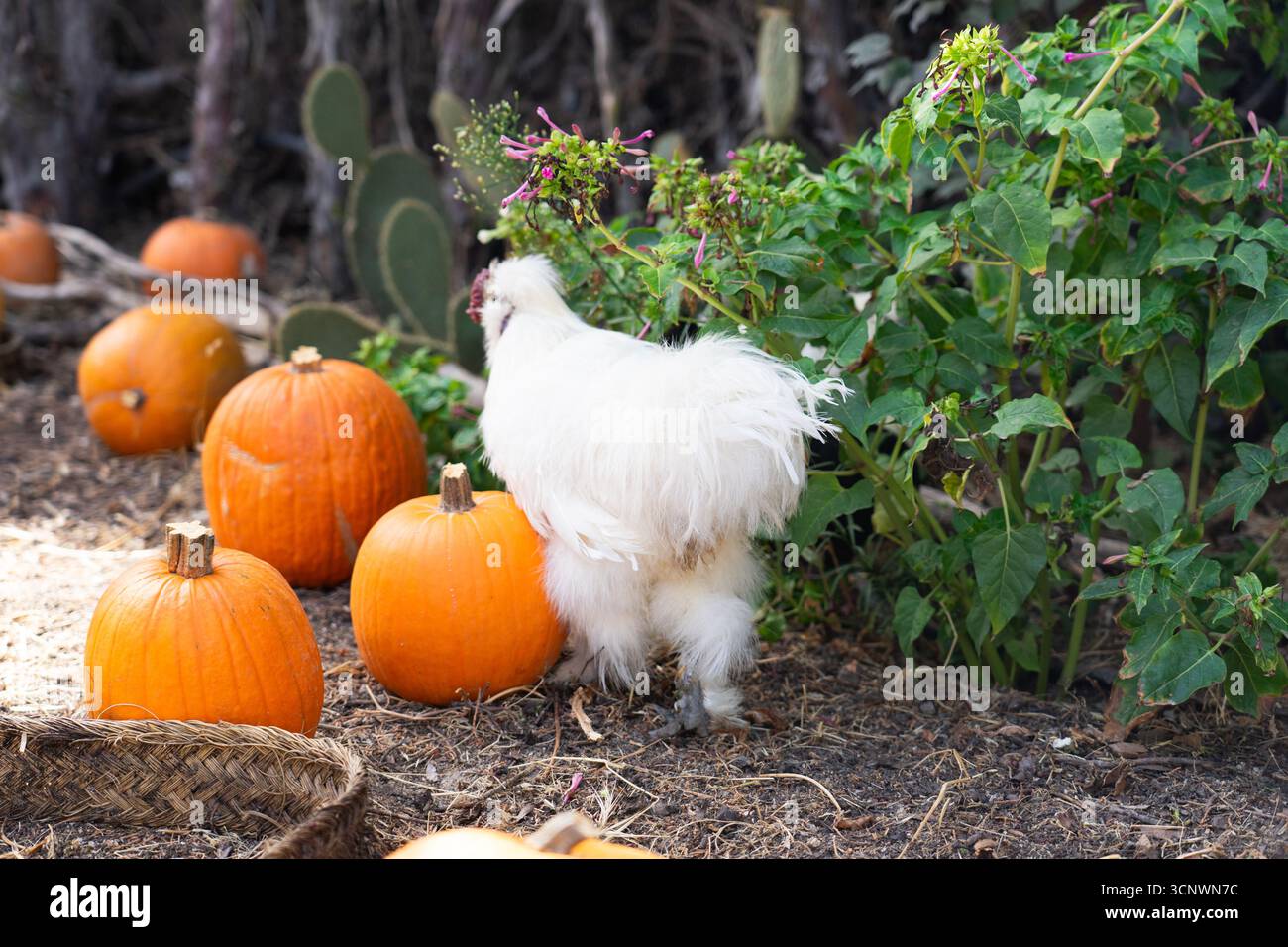 Silkie chicken walking next to several pumpkins on the ground Stock Photo