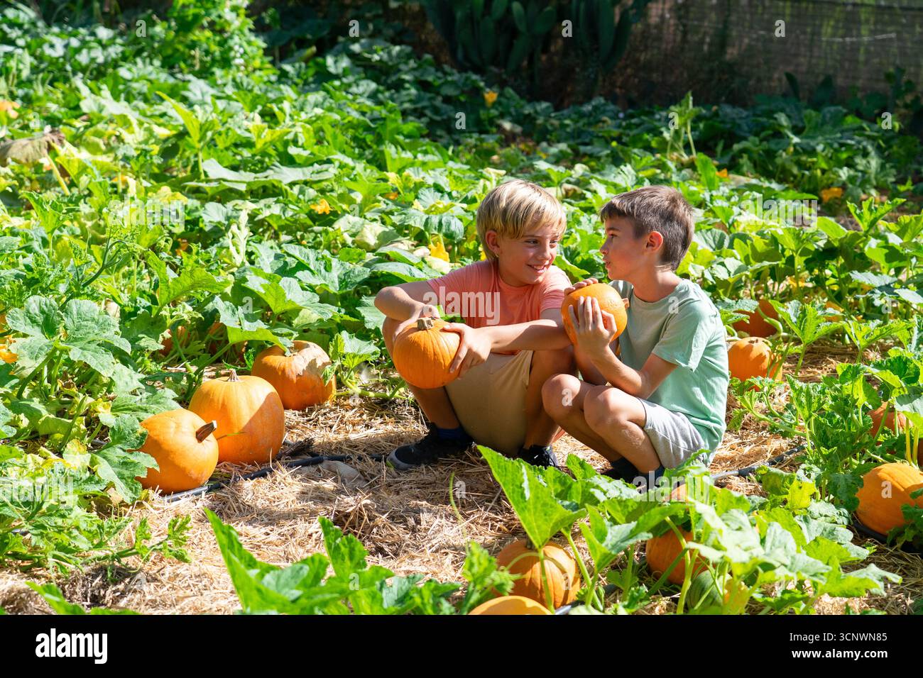 Two boys smiling and holding small pumpkins in a sunny autumn pumpkin patch Stock Photo