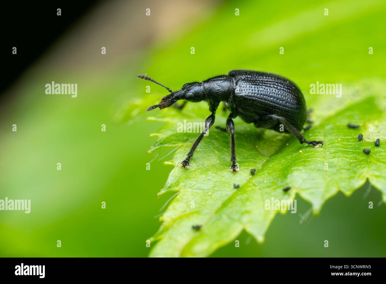 European weevil beetle - Deporaus betulae, small black leaf-rolling ...
