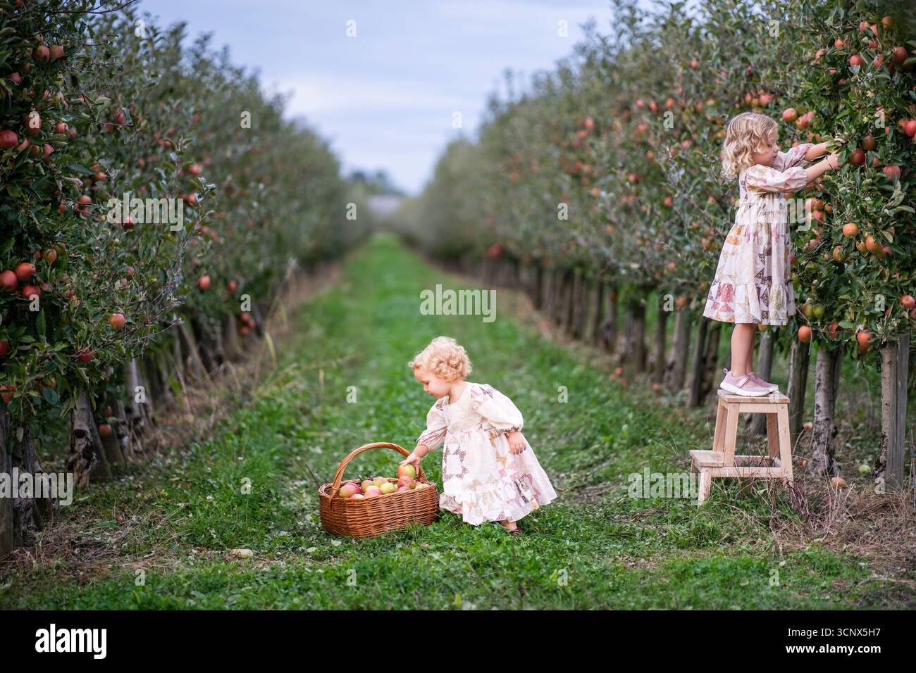 Two children are joyfully picking apples in a lush orchard. One child ...