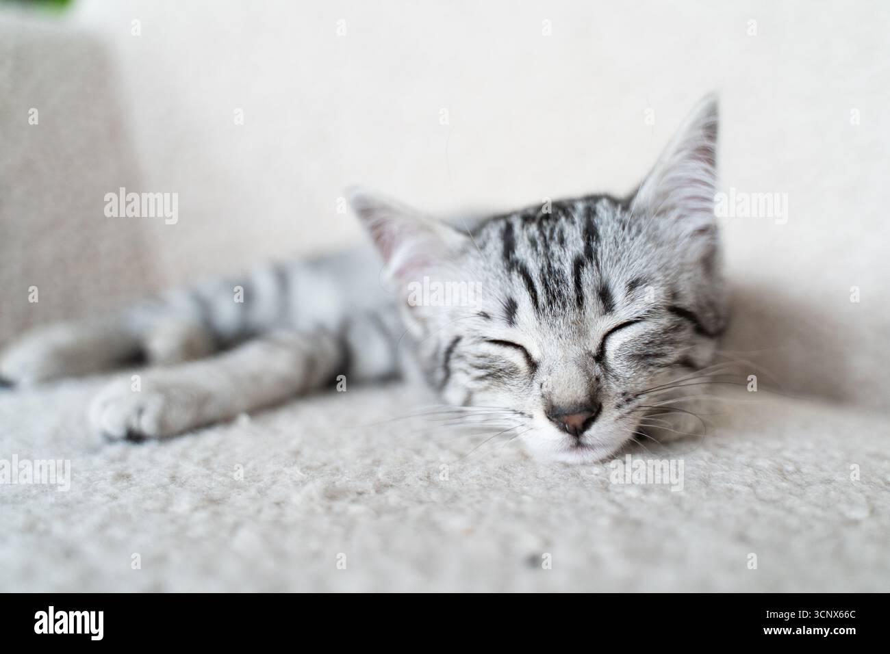 A charming grey kitten peacefully sleeps on a soft, cozy sofa at home. Its serene expression and fluffy fur create a warm, comforting atmosphere, embo Stock Photo
