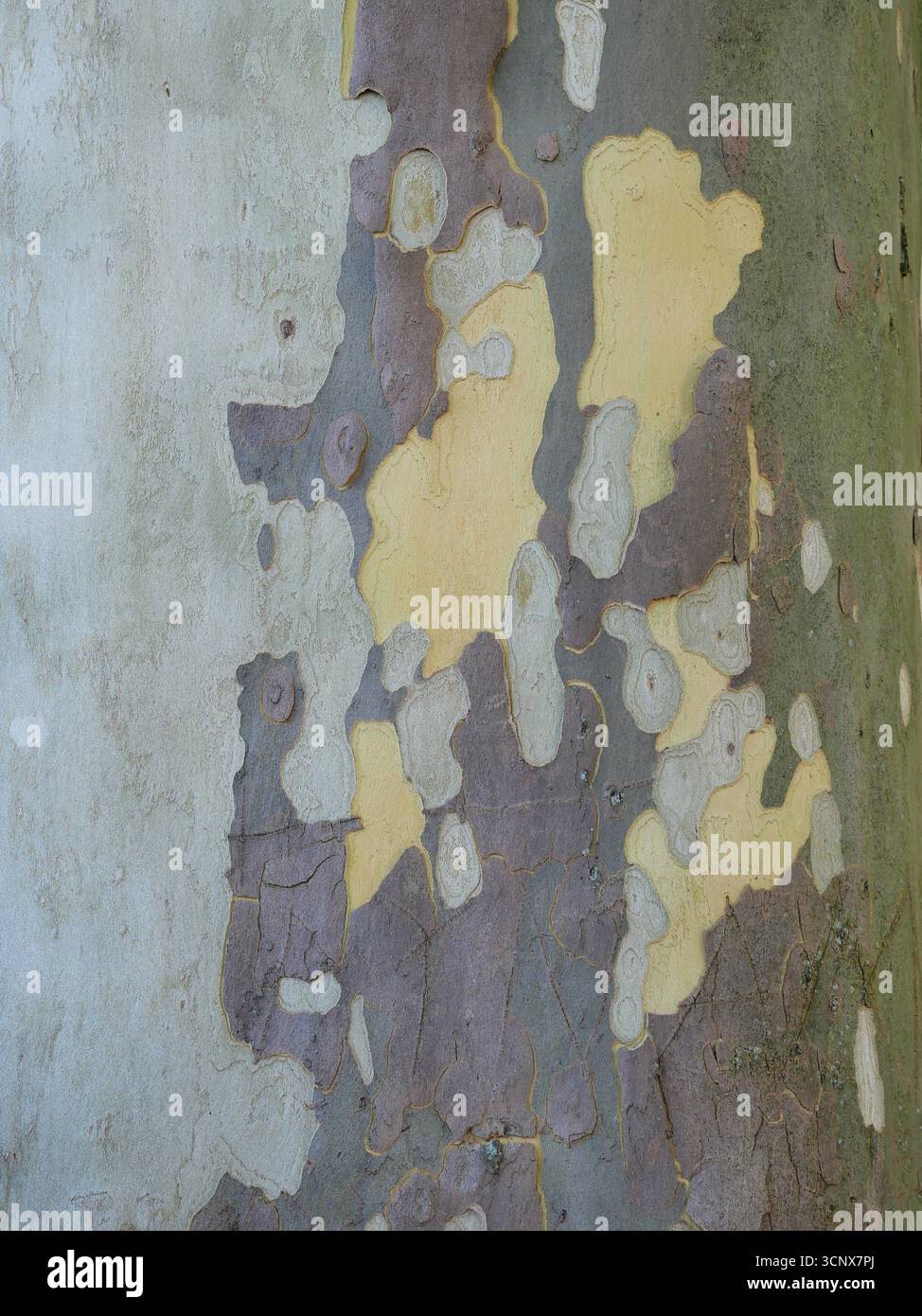 plane tree bark with peeling texture in gray, green, and yellow tones. Copyspace. Stock Photo