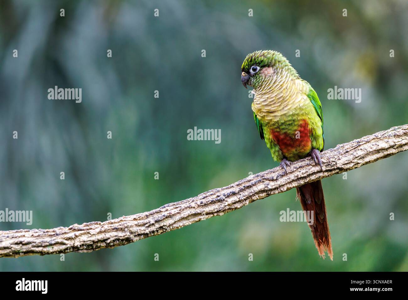 Maroon-bellied Parakeet, Pyrrhura frontalis, Sao Paulo, Brazil Stock Photo