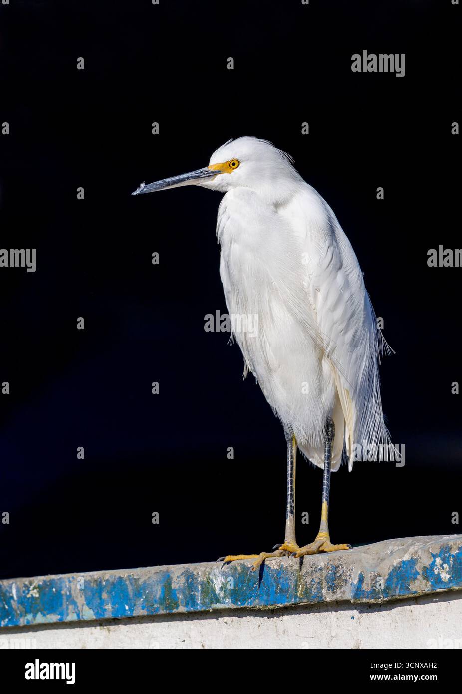 Snowy egret, Egretta thula, Cananeia, Brazil Stock Photo