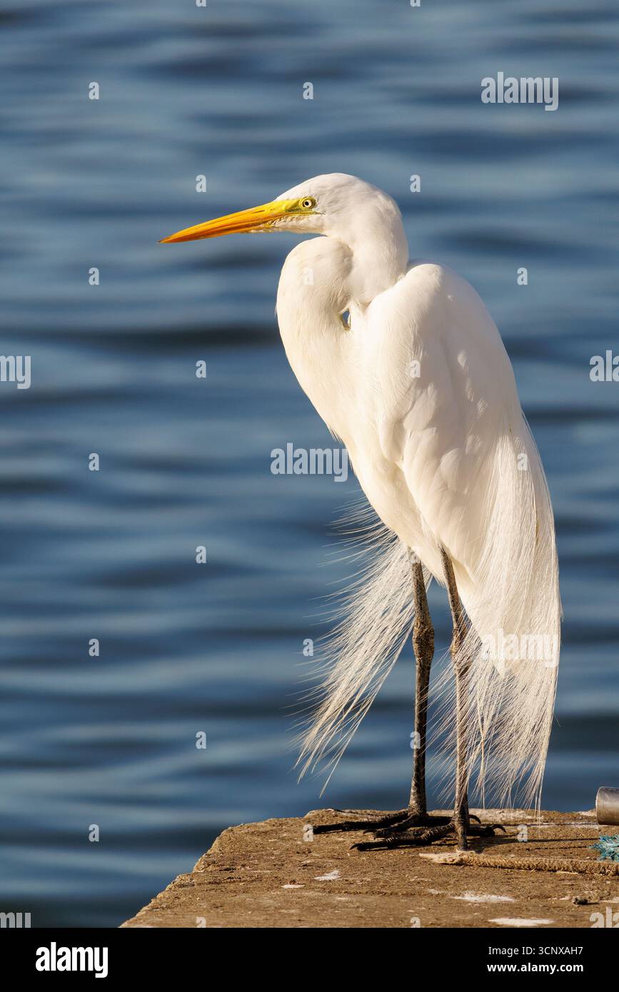 Great white egret, Ardea alba, Cananeia, Brazil Stock Photo
