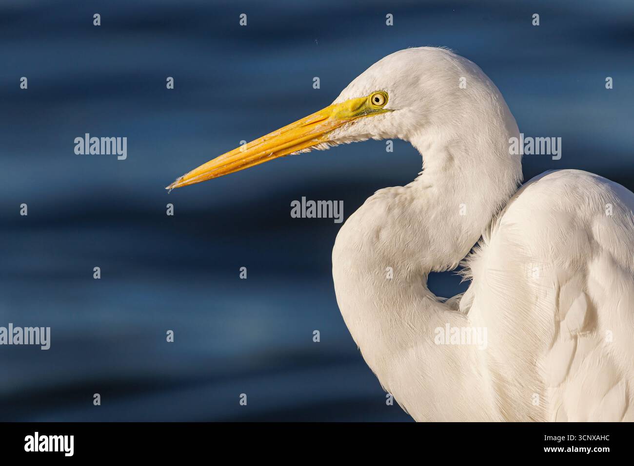 Great white egret, Ardea alba, Cananeia, Brazil Stock Photo