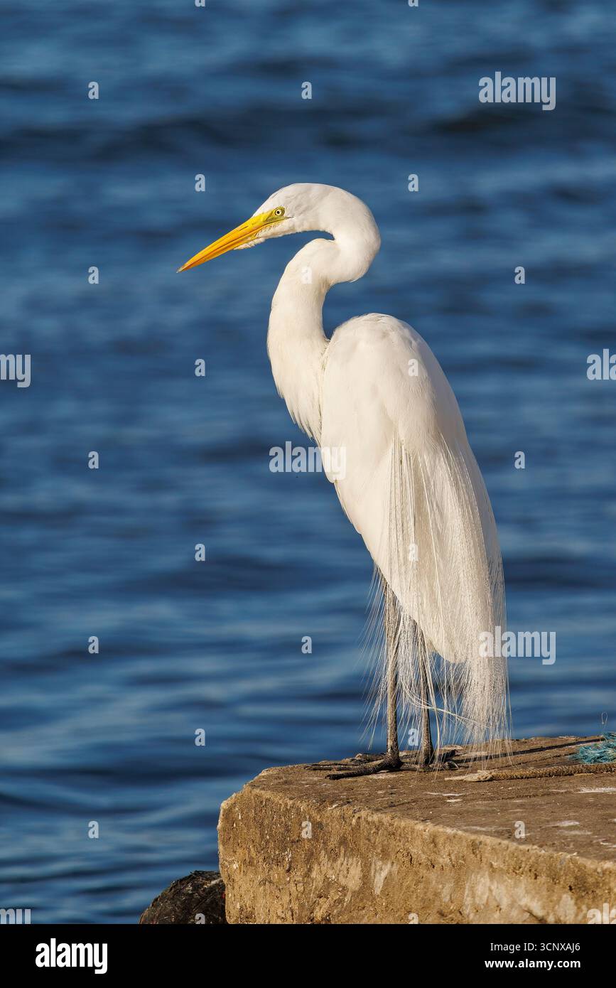 Great white egret, Ardea alba, Cananeia, Brazil Stock Photo