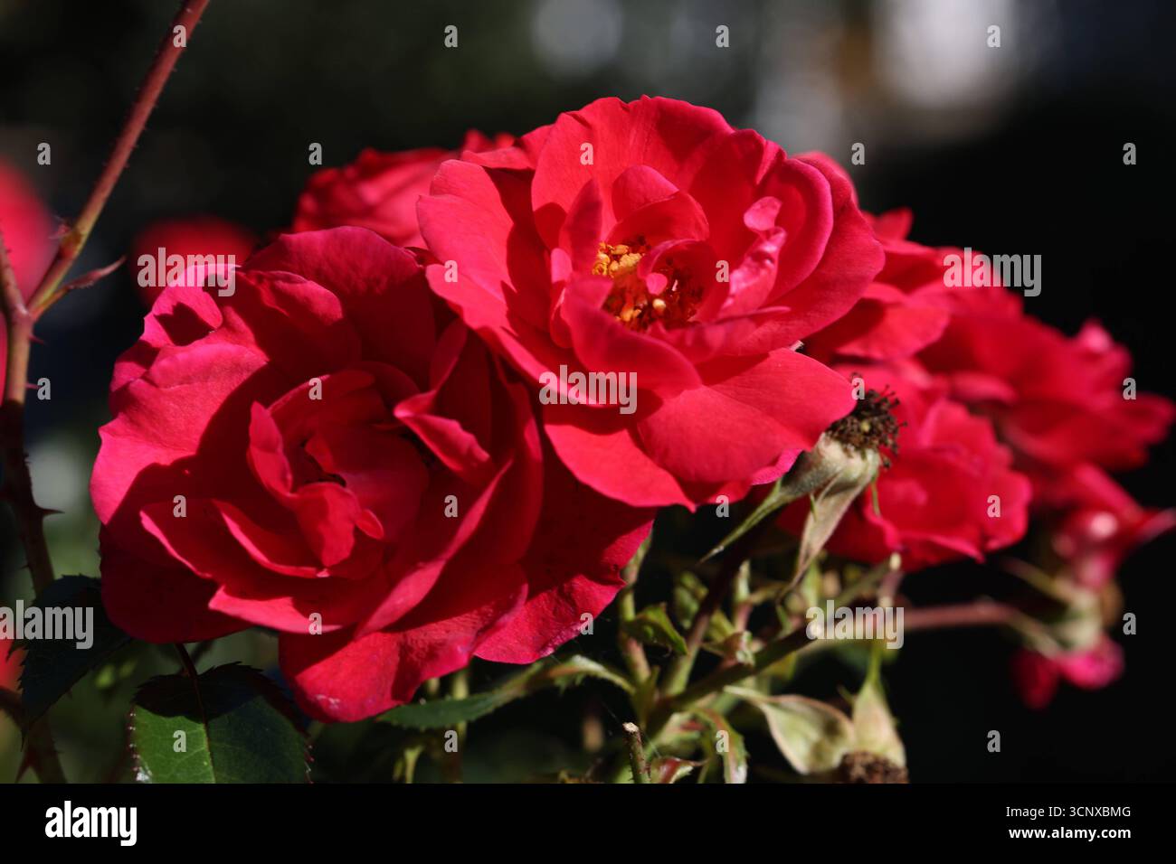 Rose Im Herbst
