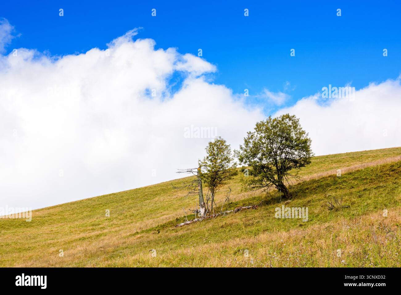countryside scenery in autumn. single tree on the grassy hill in morning light. background with clouds on the blue sky. seasonal weather change in sep Stock Photo