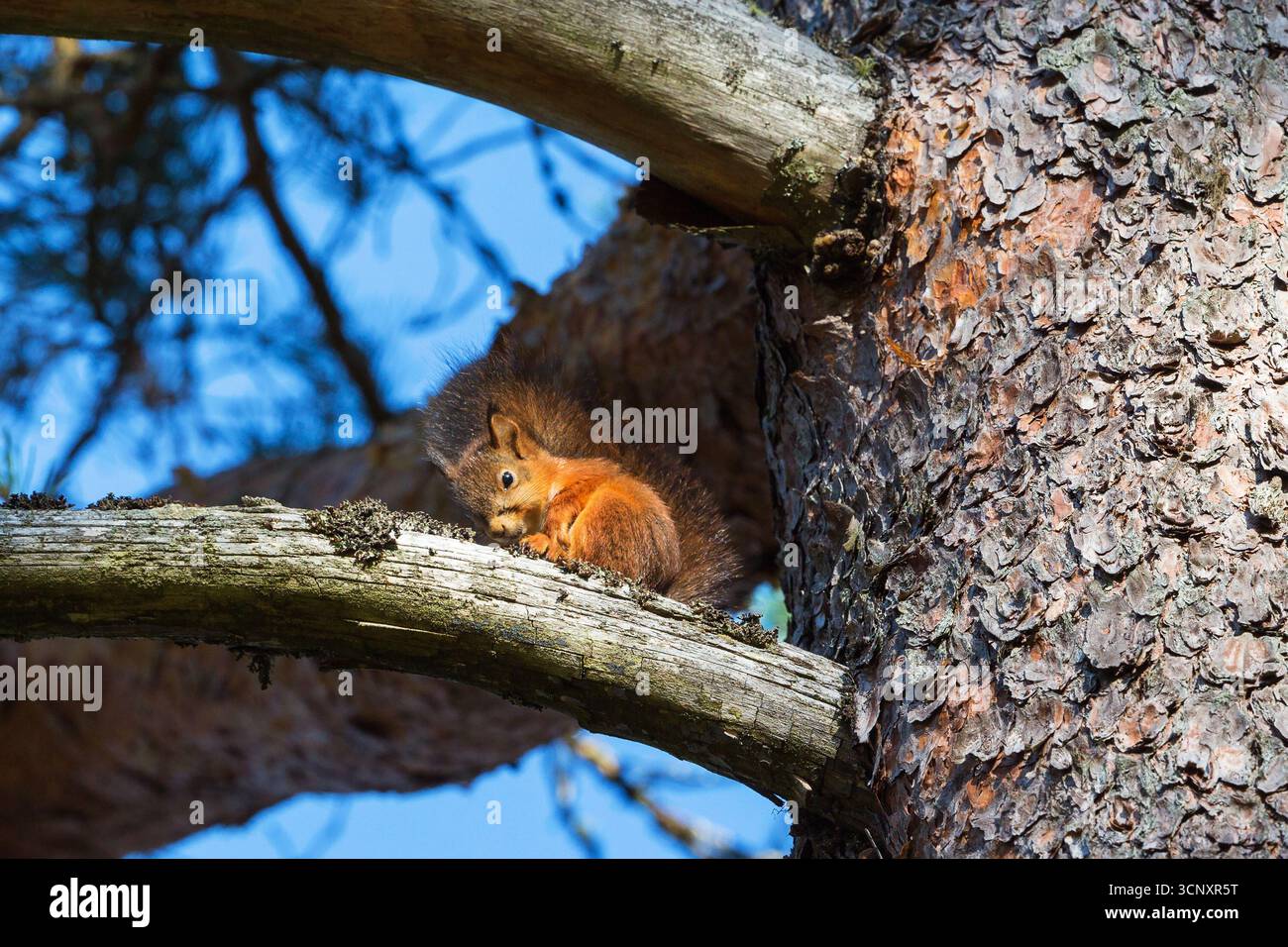 Red Squirrel on a tree branch Stock Photo