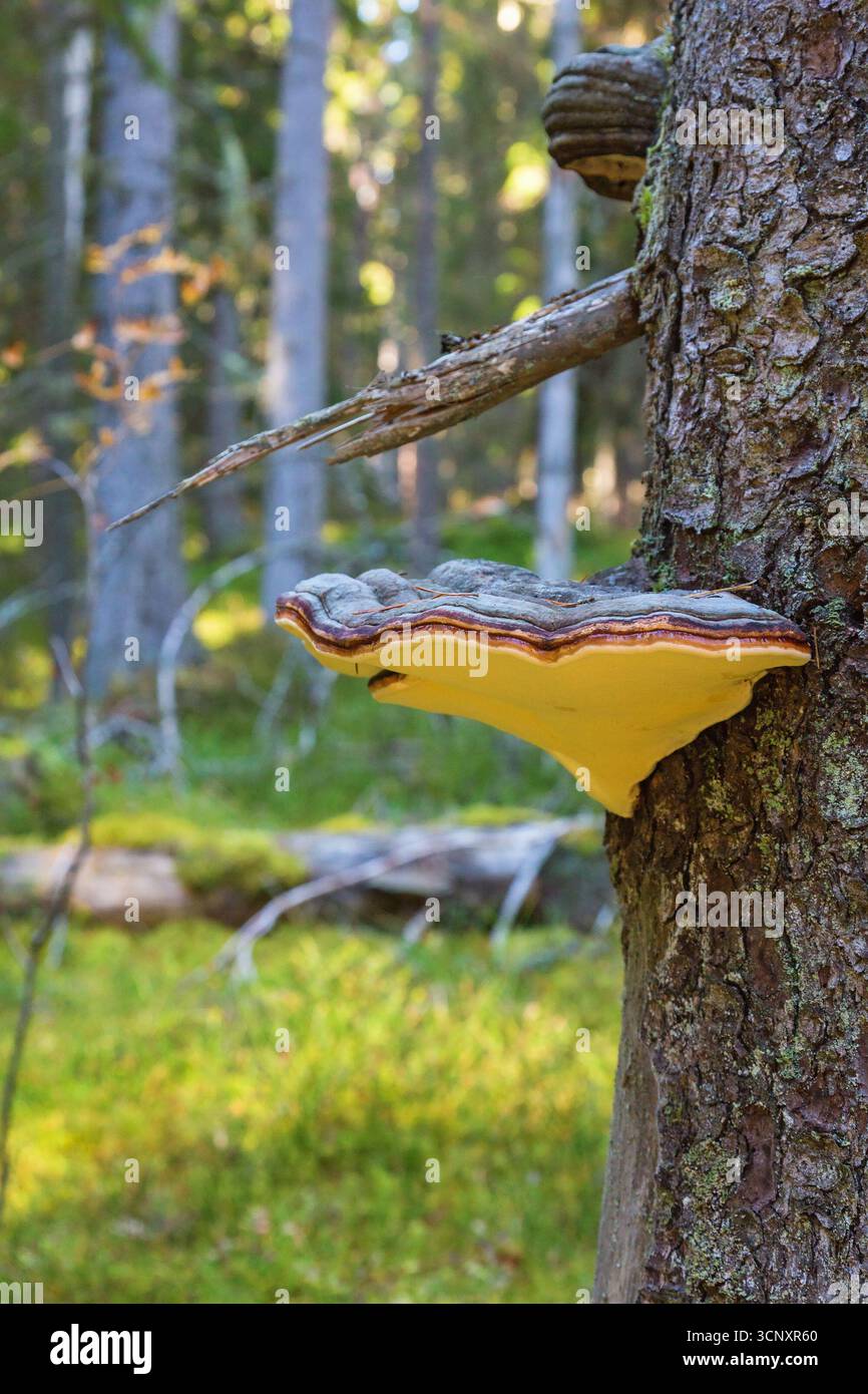 Red banded polypore on tree Stock Photo