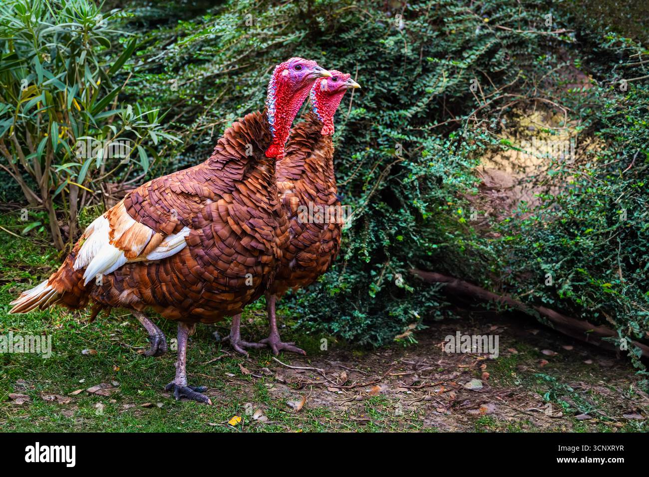 Turkeys posture hi-res stock photography and images - Alamy