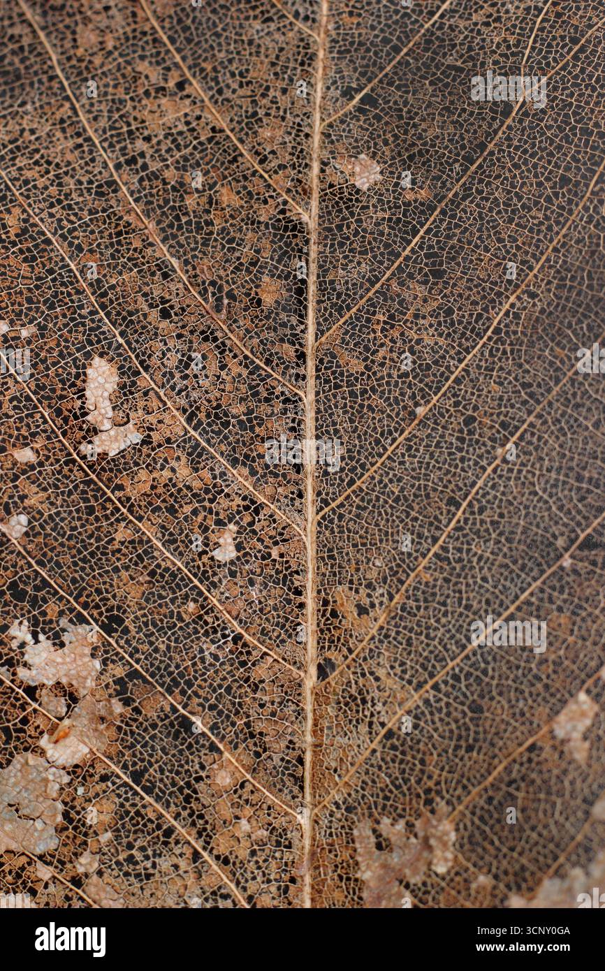 Magnolia Tree Structure Leaf skeleton on black background. Close up detail of a decomposed ...