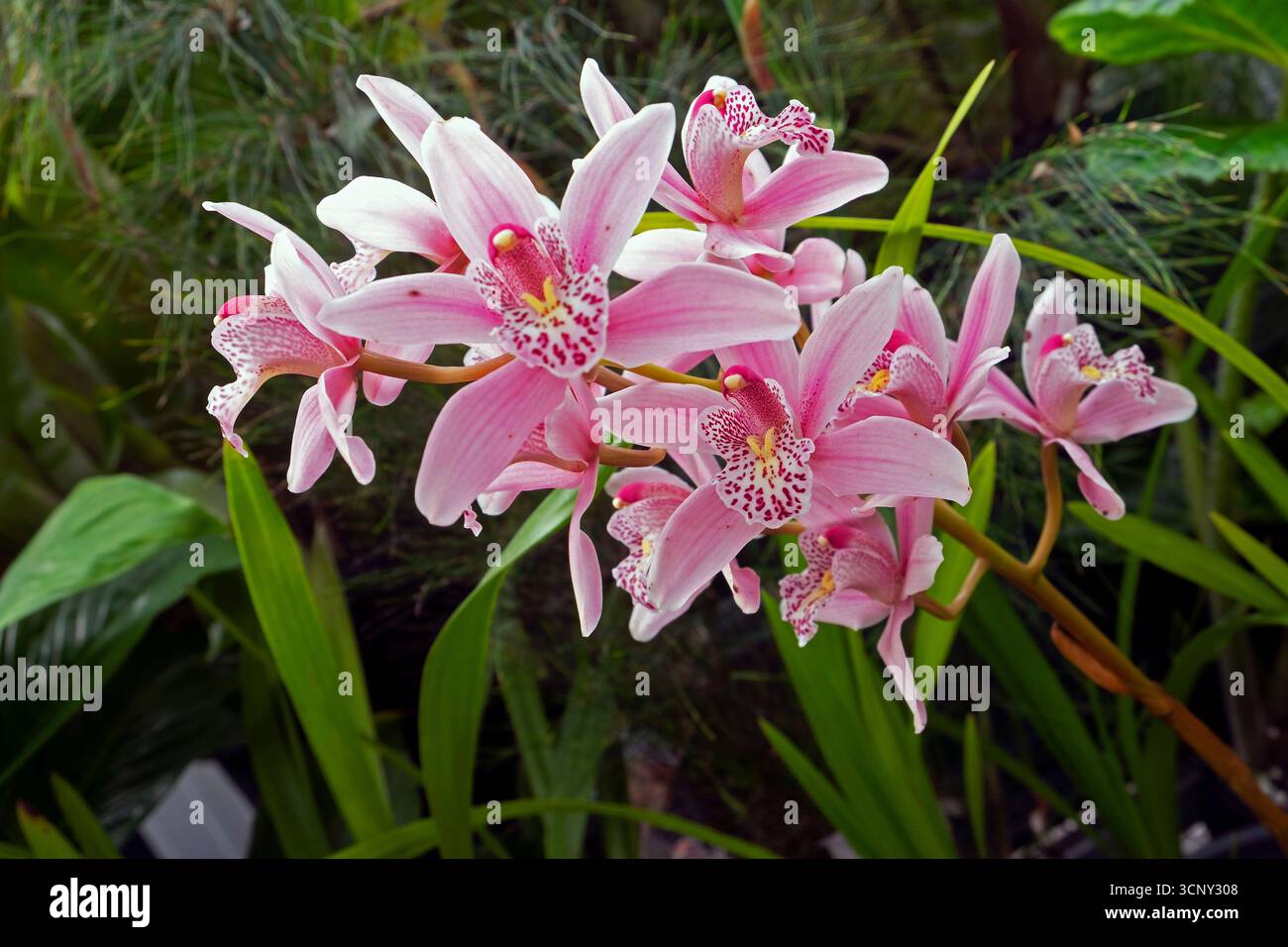 A spray of orchids in bloom in a hothouse at the Tasmanian Botanical Gardens Stock Photo