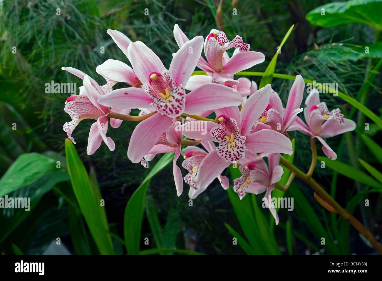 A spray of orchids in bloom in a hothouse at the Tasmanian Botanical Gardens Stock Photo