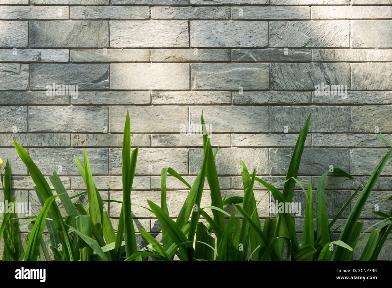 Stone Wall with Greenery Stock Photo