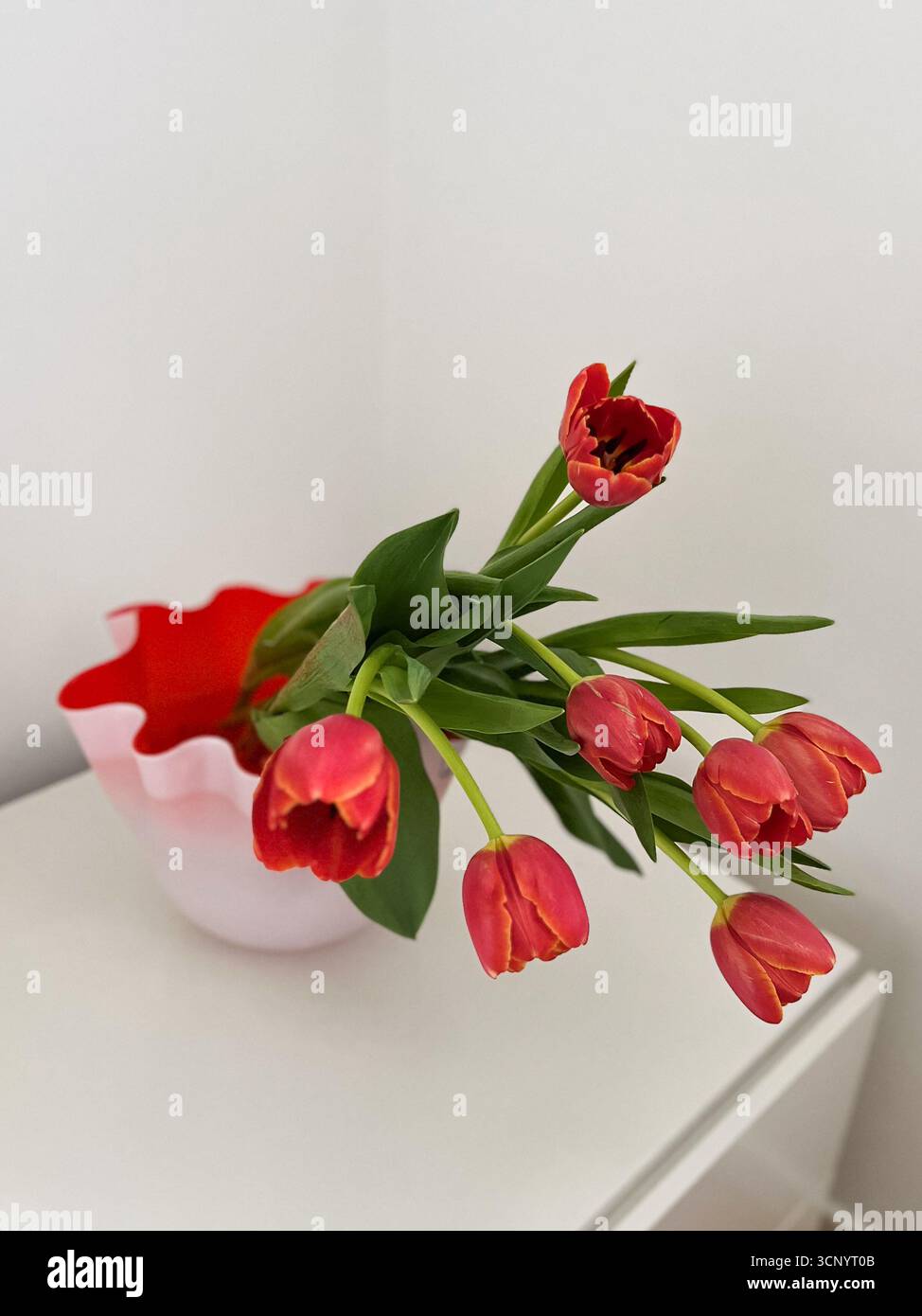 Bouquet of tulips on a white background. International Women's Day. Feminine and modern aesthetic. Lifestyle composition. Spring flowers. Spring mood. - Smartphone Captured Stock Image