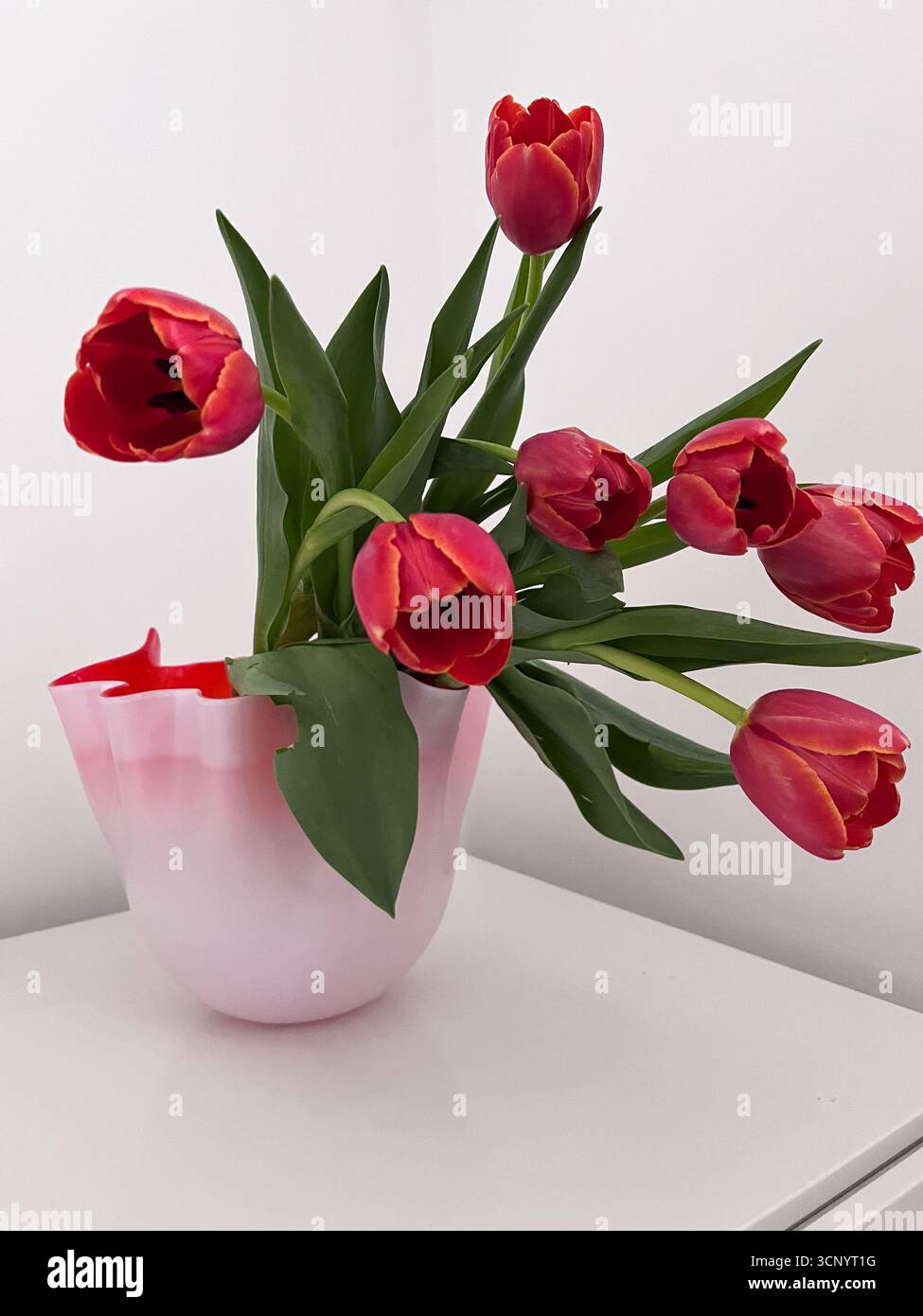 Bouquet of tulips on a white background. International Women's Day. Feminine and modern aesthetic. Lifestyle composition. Spring flowers. Spring mood. - Smartphone Captured Stock Image