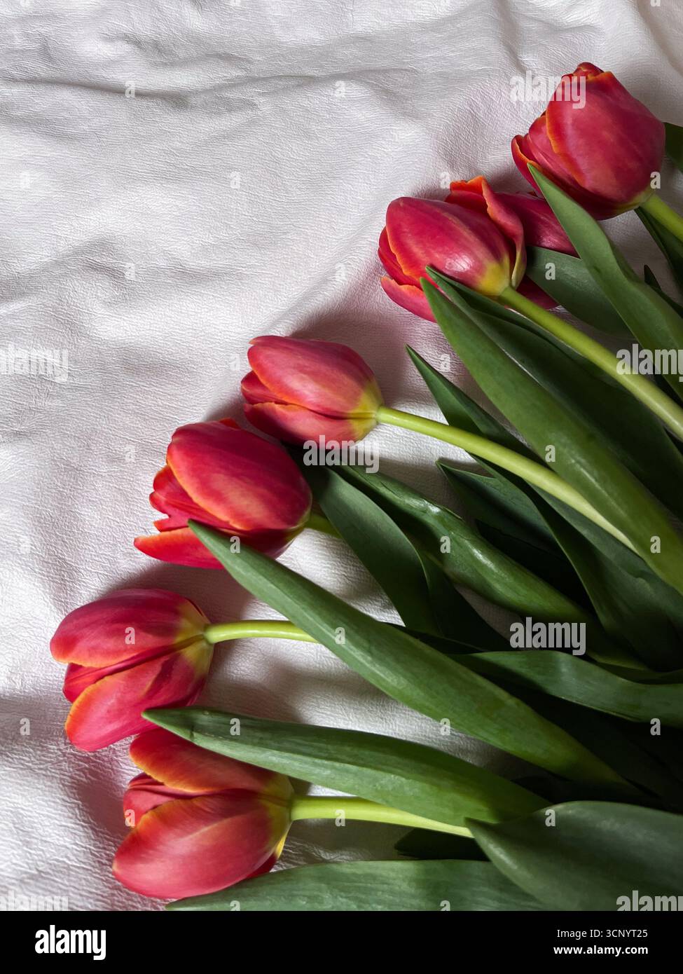 Flat lay composition of tulips on white background, space for text. International Women's Day. Feminine and modern aesthetic. Top view, lifestyle. - Smartphone Captured Stock Image