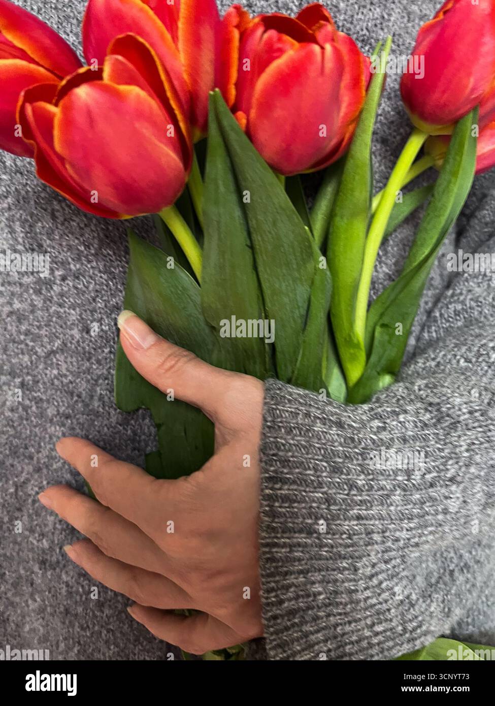 A girl in a gray cardigan holding a bouquet of red tulips. International Women's Day. Feminine and modern aesthetic. Lifestyle composition. Spring. - Smartphone Captured Stock Image