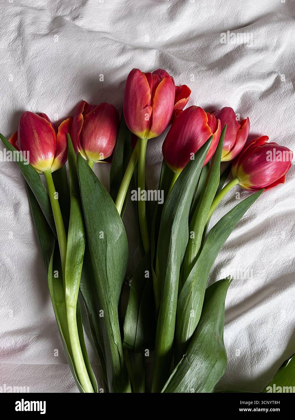 Flat lay composition of tulips on white background. International Women's Day. Feminine and modern aesthetic. Top view, lifestyle composition. Spring. - Smartphone Captured Stock Image