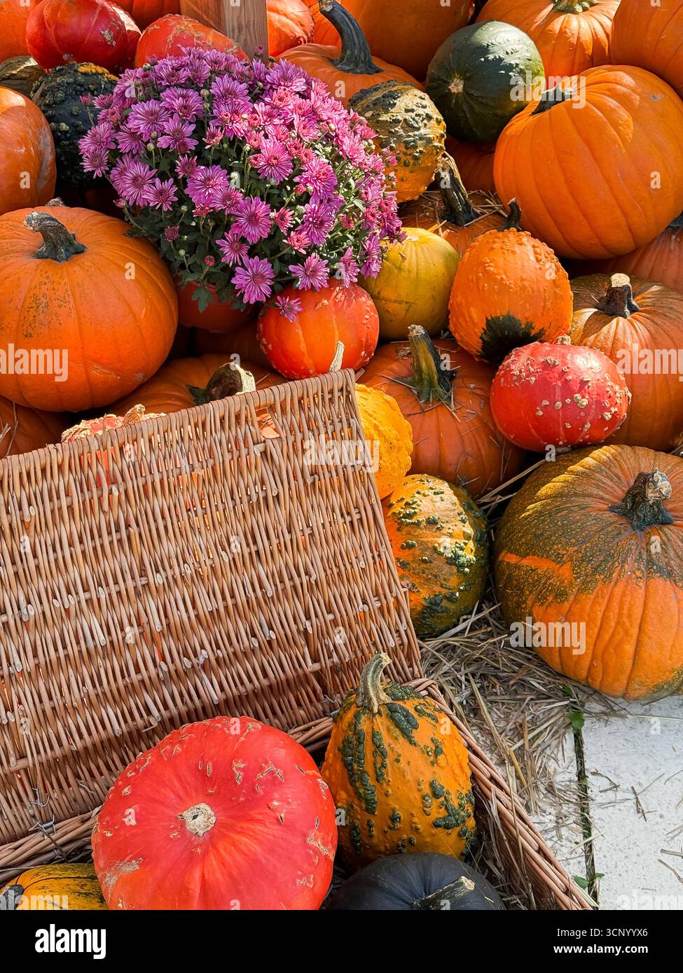 Fall harvest festival with many different pumpkins and chrysanthemums ...