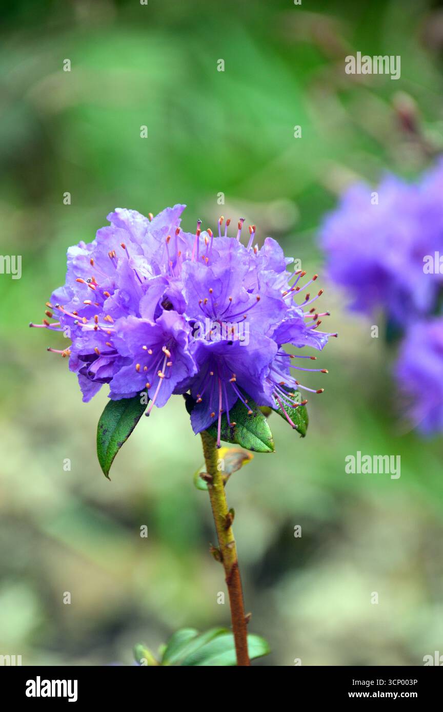 Purple Rhododendron 'Gristede' a Compact/Dwarf Shrub on Display by the ...