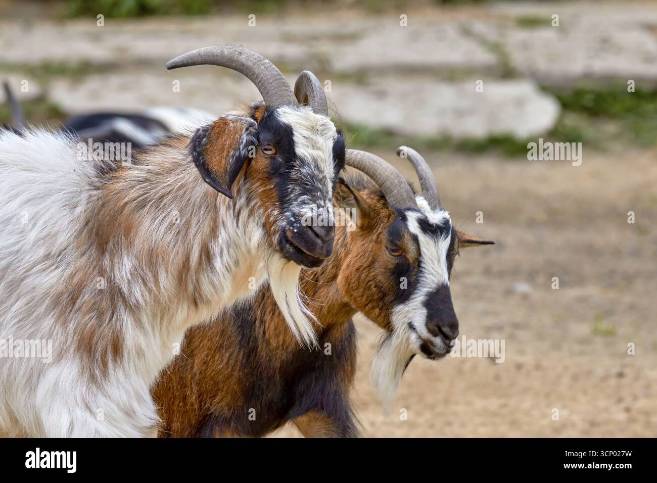 Image of two goat faces with horns and beard Stock Photo