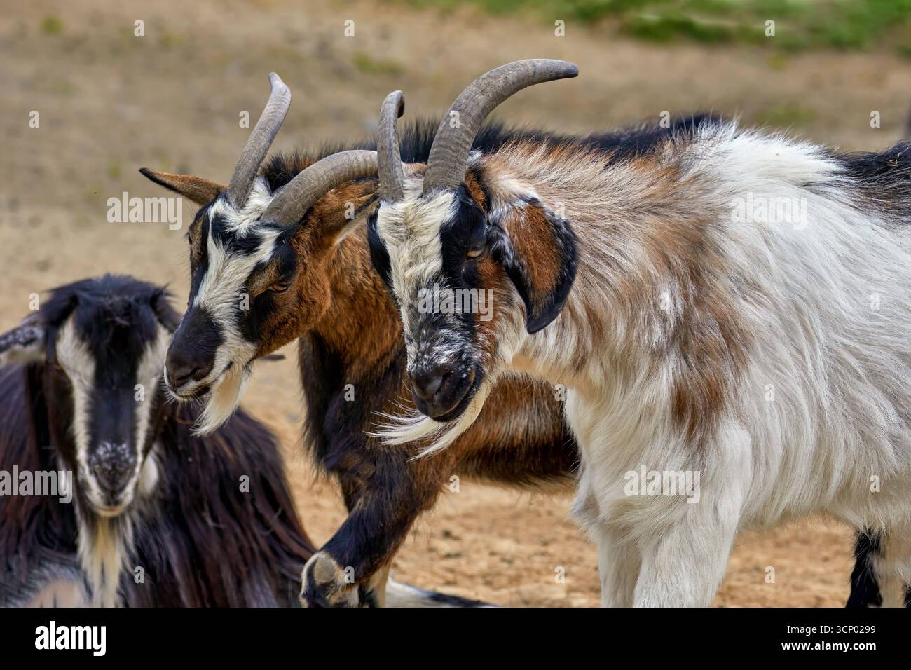 Image of two goat faces with horns and beard Stock Photo
