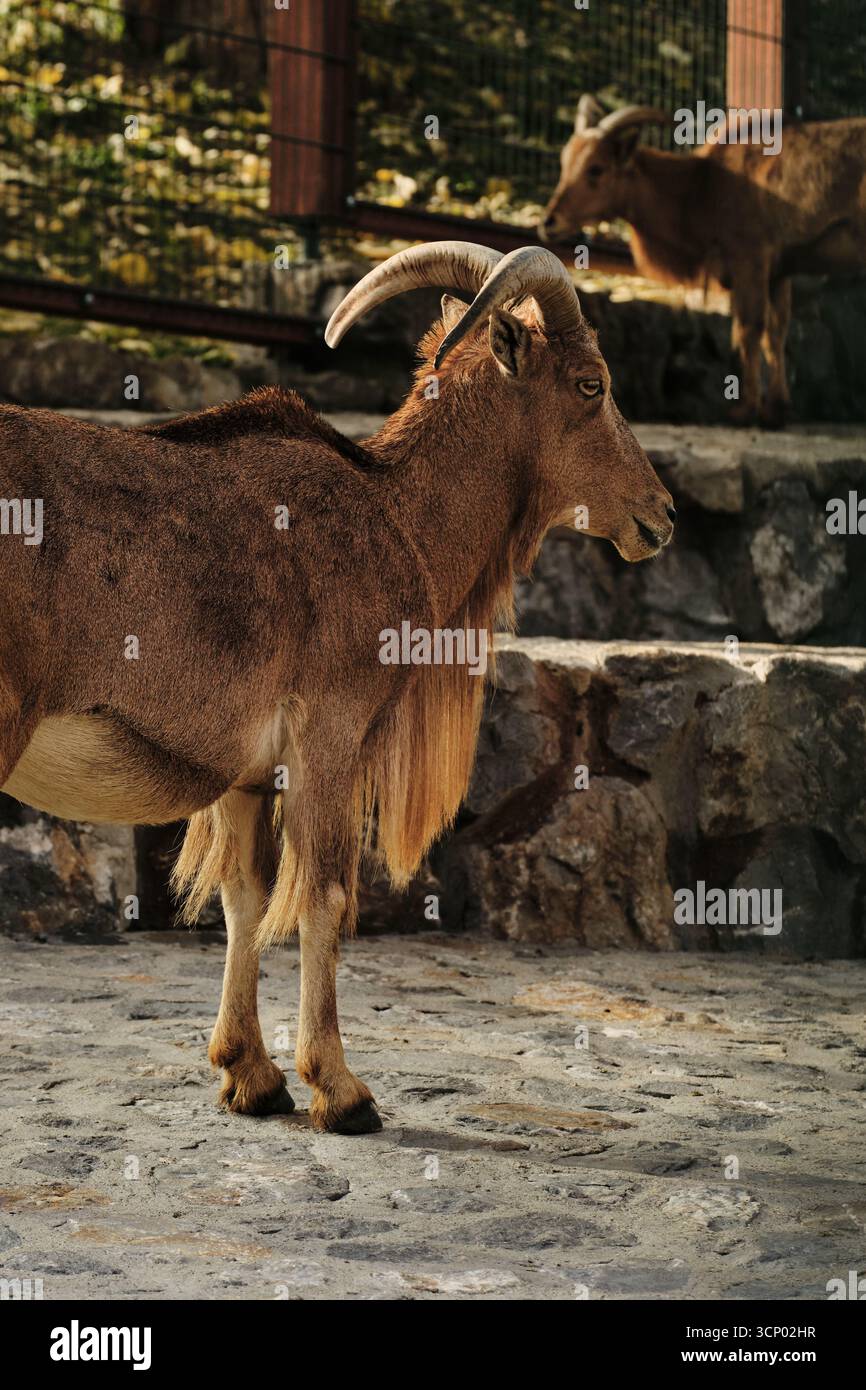 Long curved horns hi-res stock photography and images - Alamy