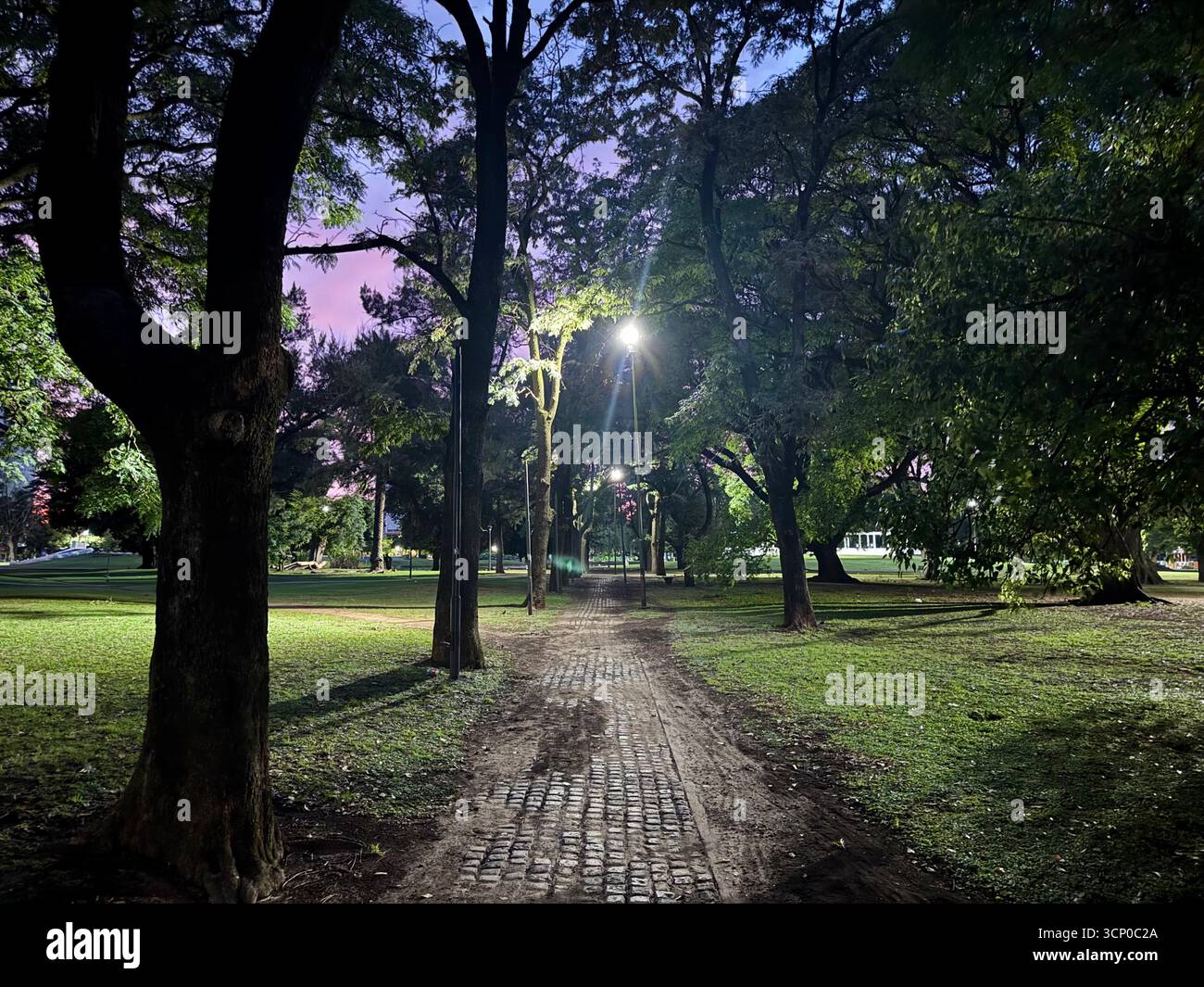 Nighttime view of a tranquil park in Buenos Aires, Argentina, featuring a large tree illuminated by street lights under a dark starry sky. - Smartphone Captured Stock Image