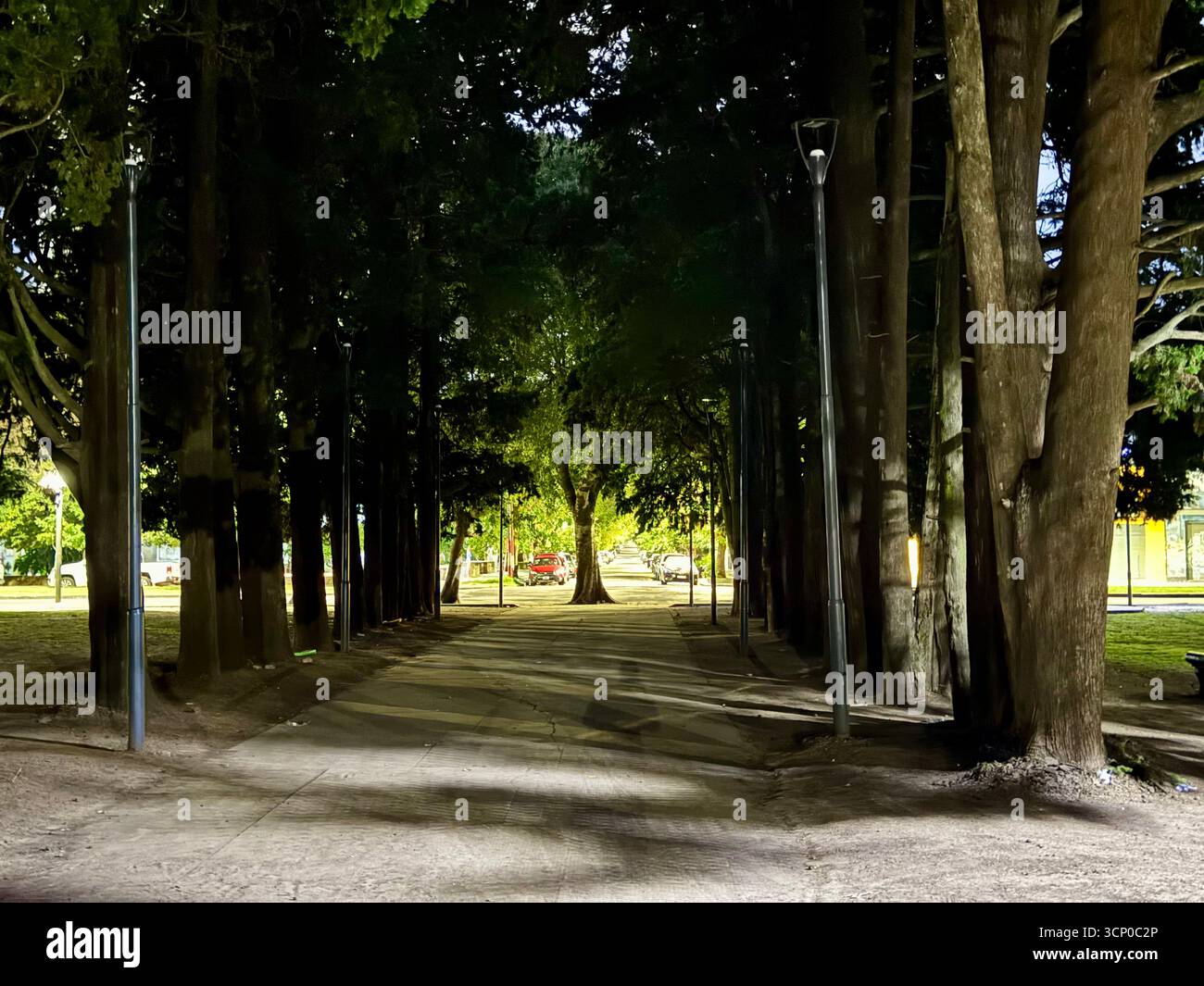 Tree-lined park pathway in Buenos Aires, Argentina, forming a tunnel of towering trees with sunlight filtering through the leaves. - Smartphone Captured Stock Image