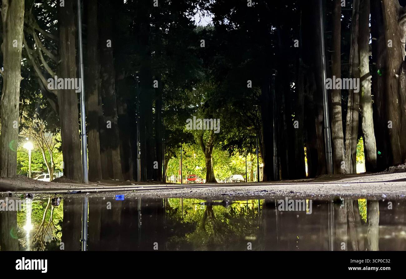 Tree-lined park pathway in Buenos Aires, Argentina, forming a tunnel of towering trees with sunlight filtering through the leaves. - Smartphone Captured Stock Image